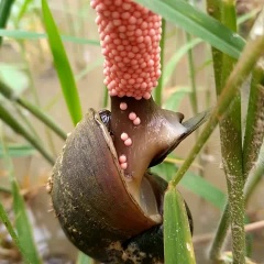 Săn ốc bươu vàng, kiếm tiền triệu mỗi ngày